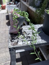 Senecio radicans string for sale  Ontario
