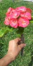 Euphorbia milii corona for sale  Fort Lauderdale