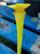 Sarracenia flava var for sale  SEVENOAKS