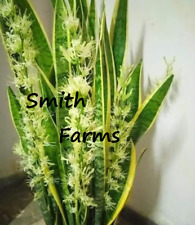 Seeds mother law for sale  Grandview