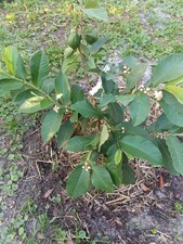 Feet florida guava for sale  Jacksonville