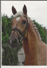 Horse postcard palomino for sale  Shipping to Ireland