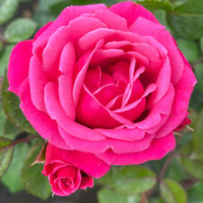 Climbing rose pink for sale  PETERBOROUGH