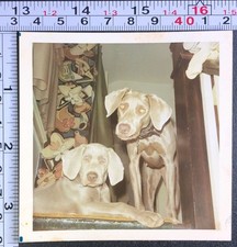 Two weimaraner hunting for sale  Weatherly