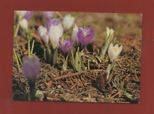 Crocus safran printanier d'occasion  Nogent