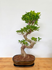 Bonsai ficus microcarpa gebraucht kaufen Bonsai ficus microcarpa gebraucht kaufen  Böhl-Iggelheim