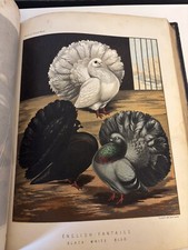 Victorian illustrated book for sale  BEDFORD