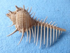 Venus comb sea for sale Venus comb sea for sale  WILMSLOW