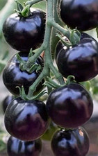 Tomato seeds black for sale  LONDON