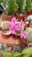 Epidendrum ibaguense piante usato  Floridia