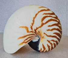 Chambered nautilus pompilius for sale  NEWPORT