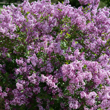 Syring palibin scented for sale  KING'S LYNN