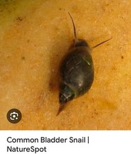 X20 pond snails for sale  MALTON