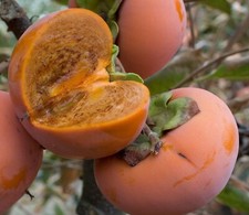Live chocolate persimmon for sale  Saint Louis