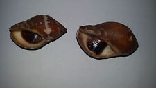 Conchiglia shell nassa usato  Piombino