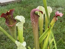 sarracenia for sale sarracenia for sale SPALDING