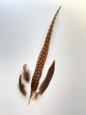 Fasanenfeder feder fasan gebraucht kaufen  Alzey