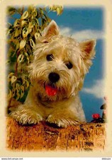Animals dogs maltese d'occasion  Expédié en Belgium