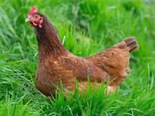 Chicken forage crop for sale  Sanford