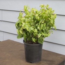Kiwi fruit plant for sale  Odessa