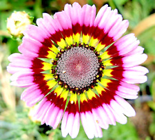 500 painted daisy for sale  Greenville