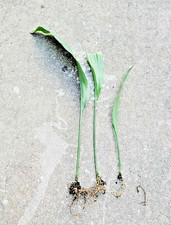 Cast iron plant for sale  Webster