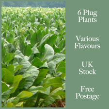 Tobacco plug plants for sale  HUDDERSFIELD