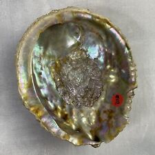 Coquille coquillage ormeau d'occasion  Ervy-le-Châtel