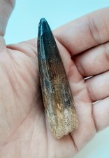 Grande dente spinosauro usato Grande dente spinosauro usato  Minerbio