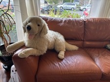 Classic golden retriever for sale  Lodi