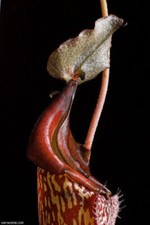 Nepenthes maxima pianta usato  Italia