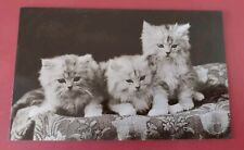 Vintage cat postcard for sale  POTTERS BAR