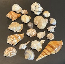 Seashell assortment zebra for sale  Lancaster