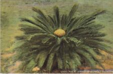 Sago palm female for sale  Apple Valley