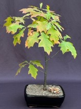 Pin oak bonsai for sale  Patchogue