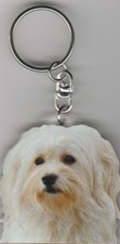 Bichon havanais chien d'occasion  Concarneau