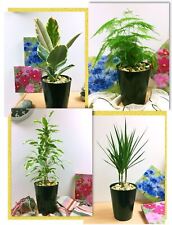 House plant ceramic for sale  BIRMINGHAM