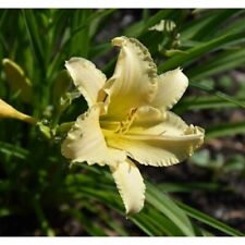 Cream daylily daylilies for sale  Levittown