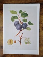 Vintage kitchen fruit for sale  DERBY