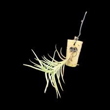 Tillandsia capillaris rare usato  Brindisi