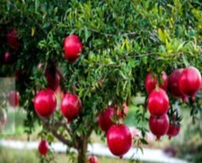 50pcs dwarf pomegranate for sale  Sugar Land