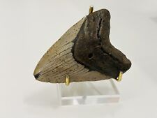 Dente megalodonte indonesiano usato  Albenga