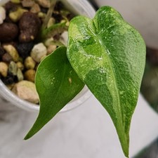 Alocasia stingray variegated for sale  LONDON