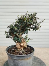 Bonsai pre bonsai gebraucht kaufen  Augsburg