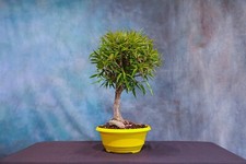 Willow leaf ficus for sale  North Fort Myers