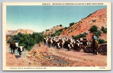 Hereford cattle rounding for sale  Concord