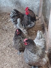 Lavender orpington six for sale  DOWNPATRICK