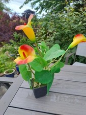 house plant for sale house plant for sale NORTHWICH
