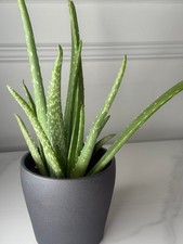 Aloe vera plant for sale Aloe vera plant for sale  UK