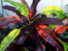 Stoplight heirloom croton for sale  Wauchula